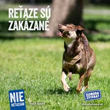Od 1.1. 2024 je planý zákon, ktorý zakazuje držanie psov na reťazi